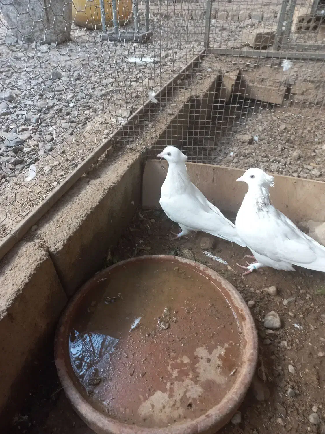 کبوتر|پرنده|اردکان, |دیوار