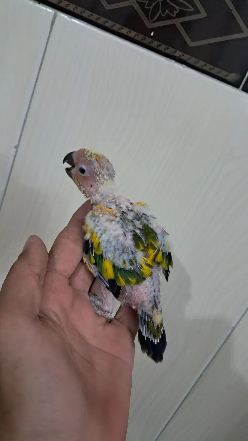 خری د وو شاه طوطی کاسکو ملنگو|پرنده|تهران, هلال احمر|دیوار