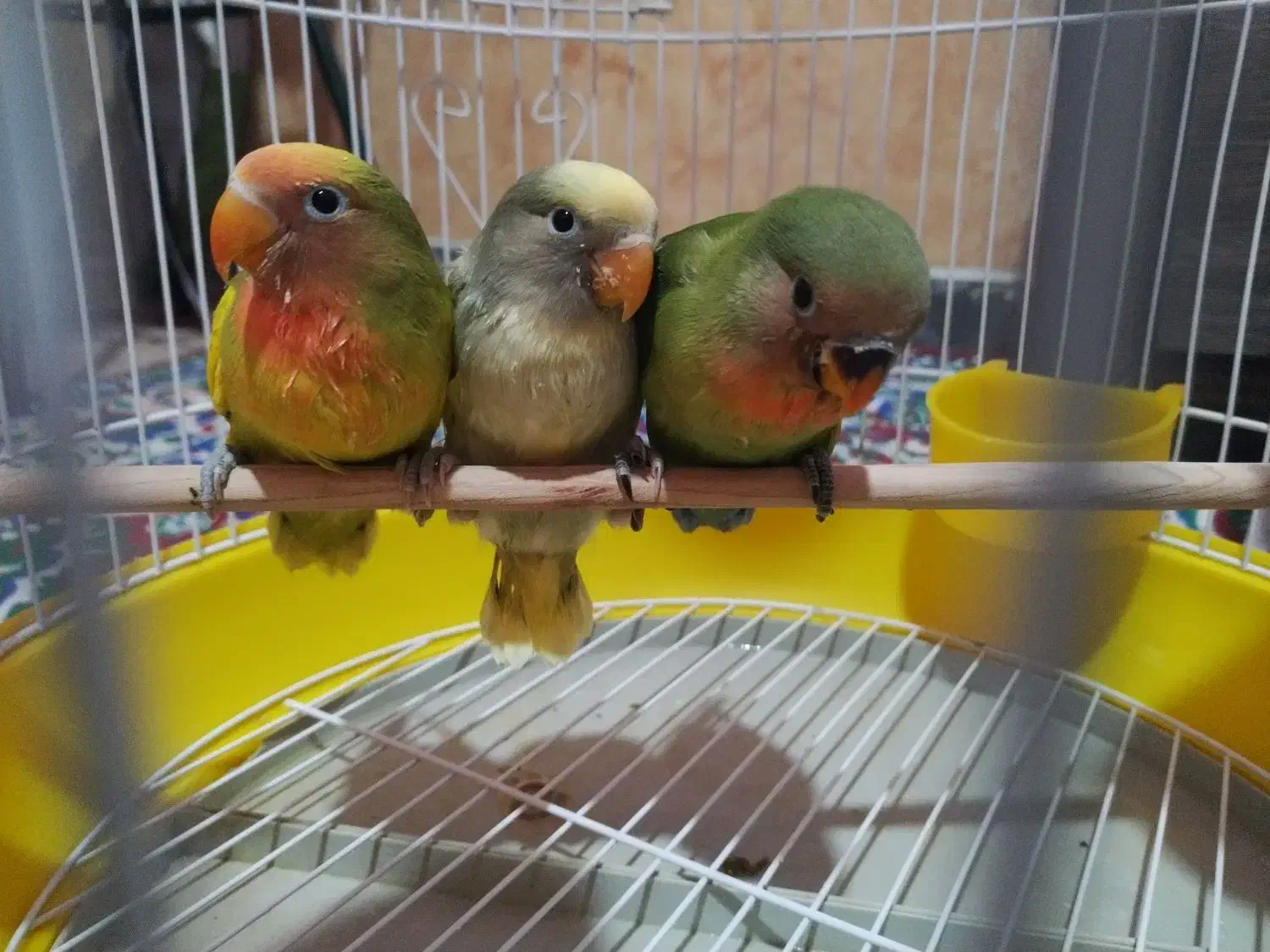 کوتوله برزیلی|پرنده|مزایجان, |دیوار