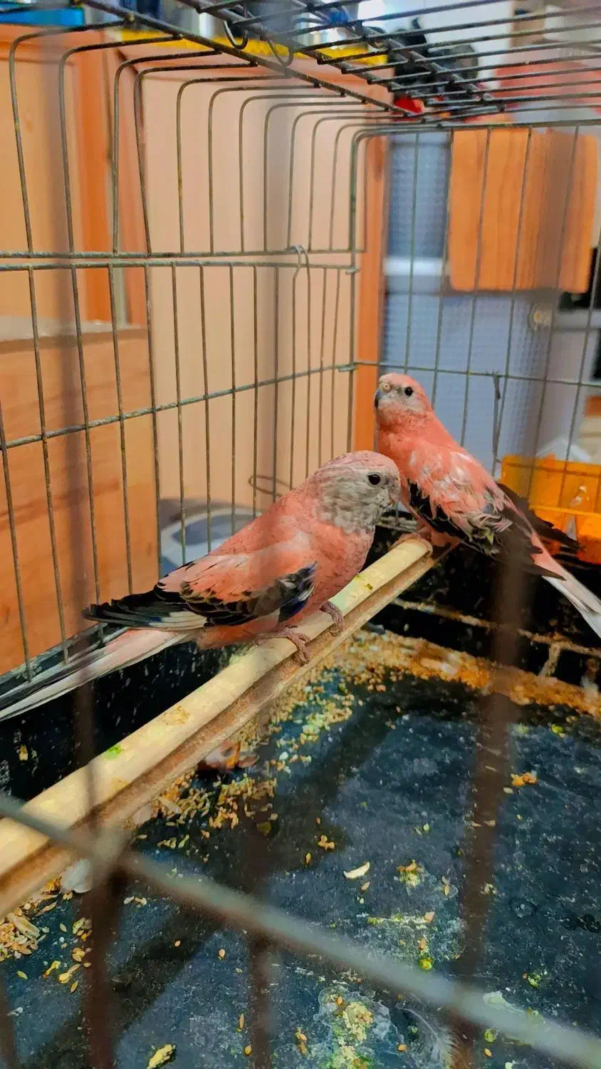 یک جفت نئو فوما رزبورک|پرنده|قرچک, زیبا شهر|دیوار