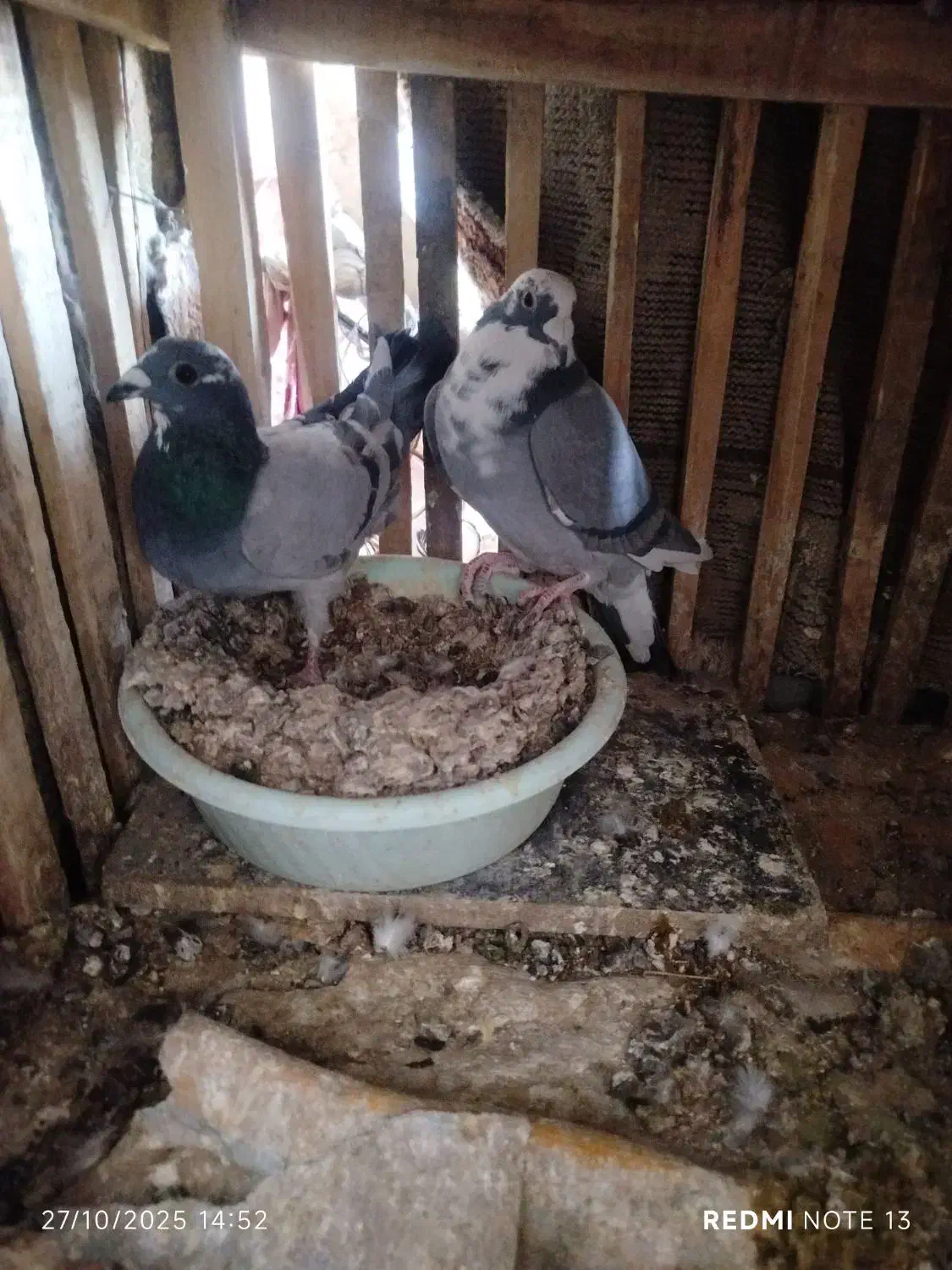 یه جفت نروماده ابلغ سبز|پرنده|زابل, |دیوار