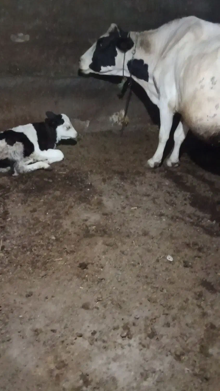 گاو شیری با گوساله|حیوانات مزرعه|امام, |دیوار