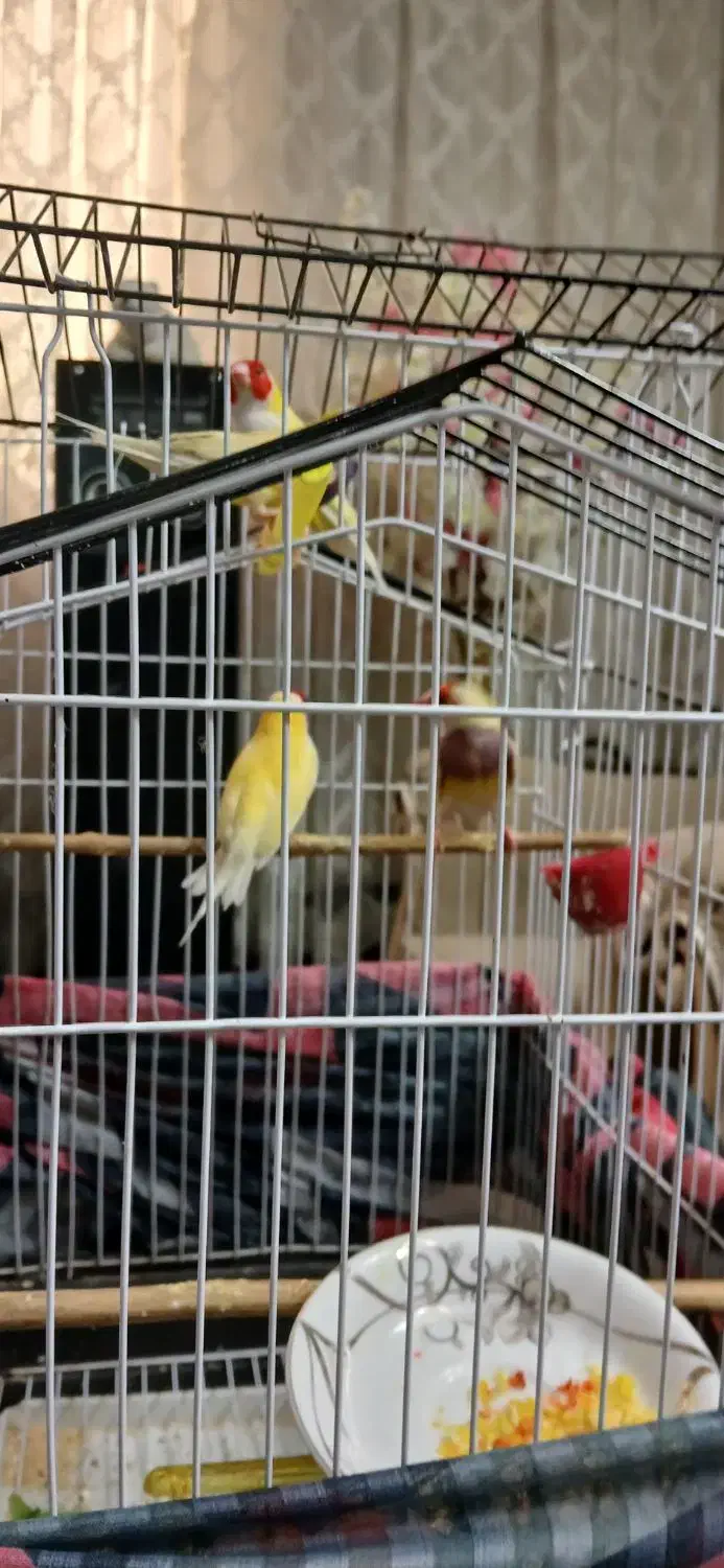 فنچ گلدین  مولد|پرنده|کهریزک, |دیوار