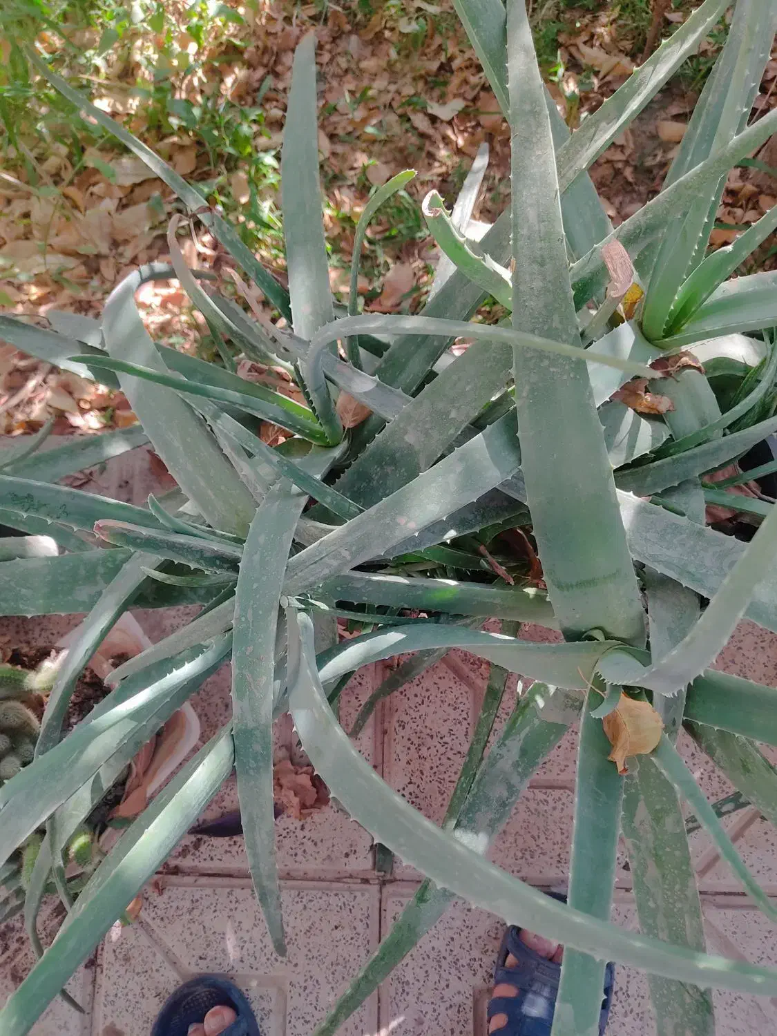 گیاه الوورا|گل و گیاه طبیعی|اردکان, |دیوار