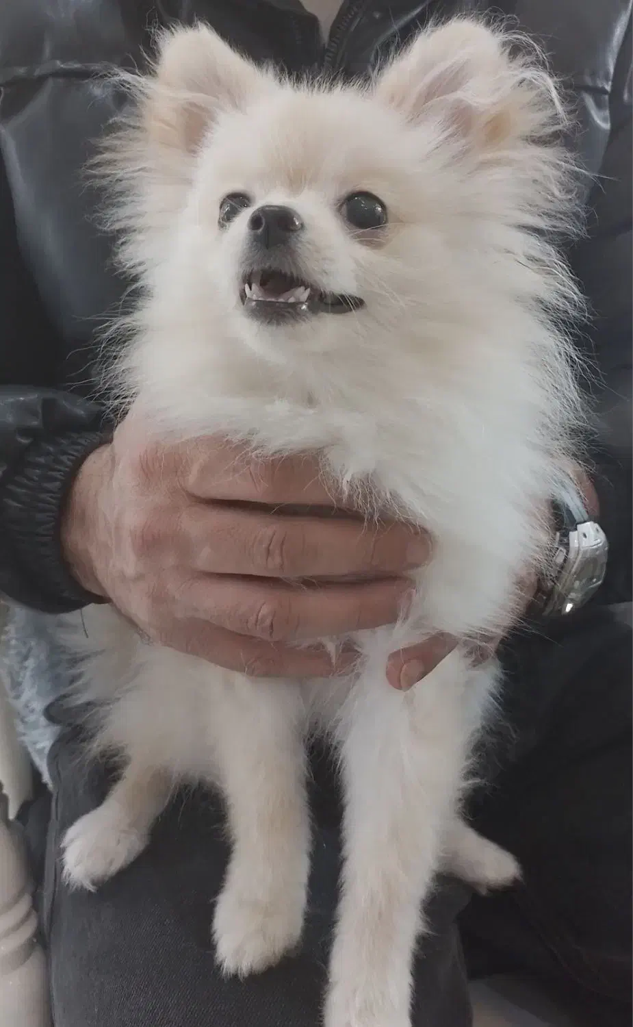 سگ پامرانین|سگ|تهران, بیسیم|دیوار