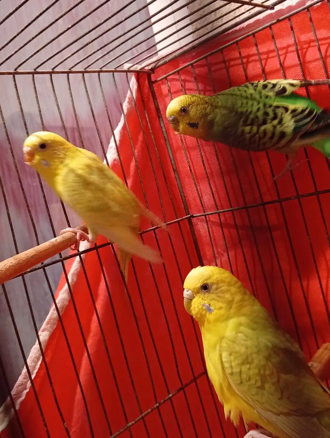 مرغ عشق|پرنده|الوند, |دیوار