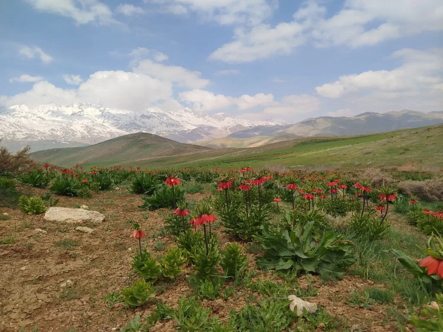 راهنمایی|فعالیت داوطلبانه|اصفهان, ارغوانیه|دیوار