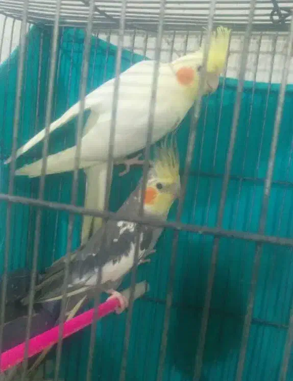 فروش هفت عدد عروس هلندی|پرنده|طبس, |دیوار