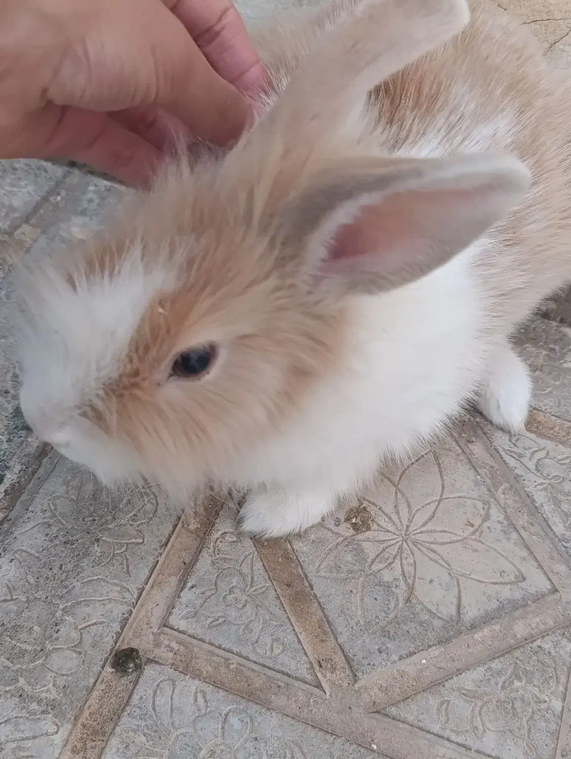 خرگوش|موش و خرگوش|کاشمر, |دیوار