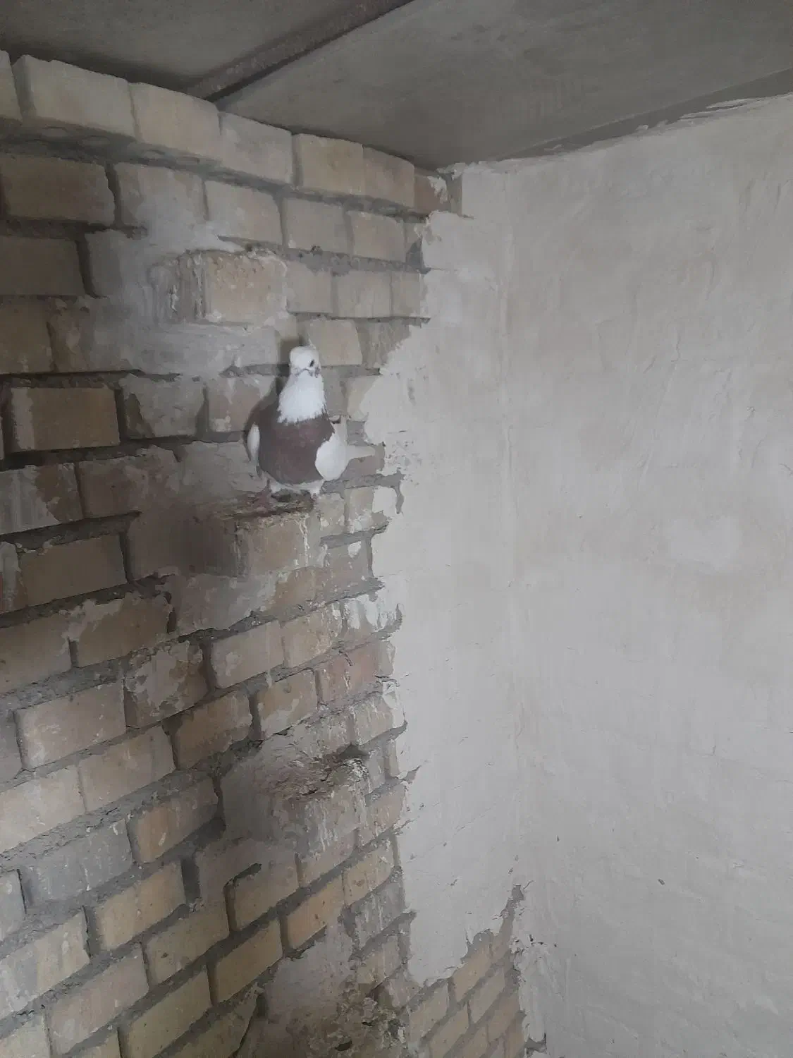 سوسنگرد|پرنده|سوسنگرد, |دیوار