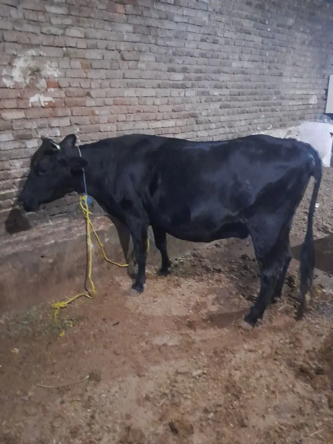 گاو آبستن سنگین|حیوانات مزرعه|سلماس, |دیوار