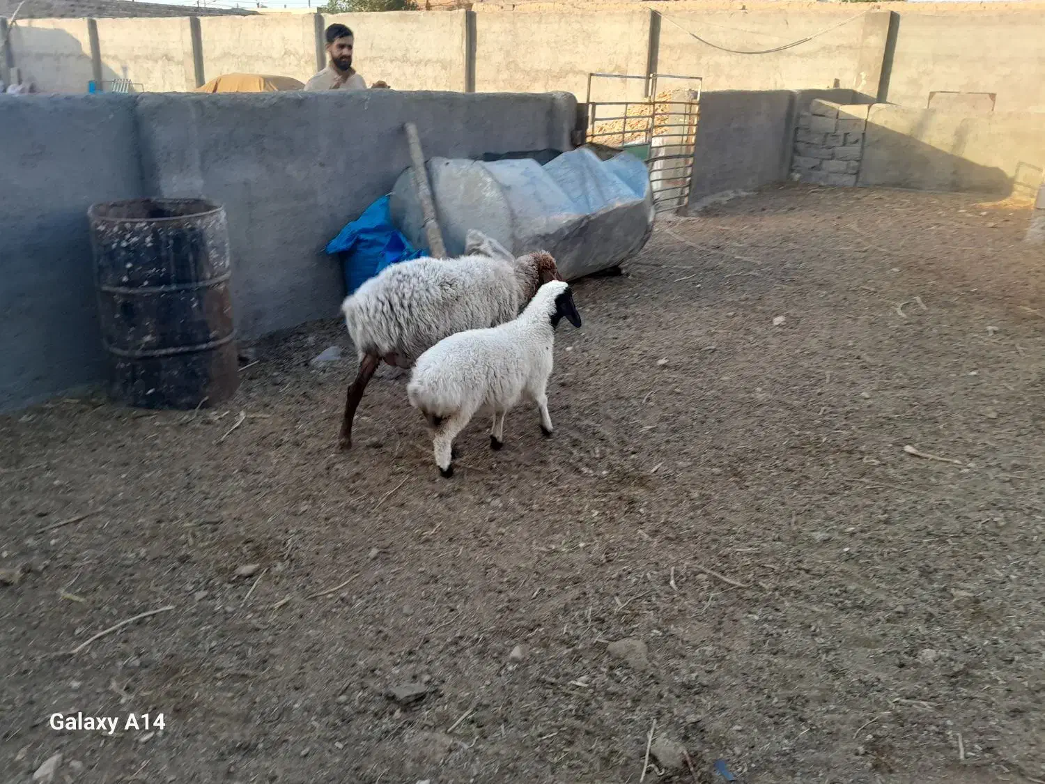 بره چاق|حیوانات مزرعه|خواف, |دیوار