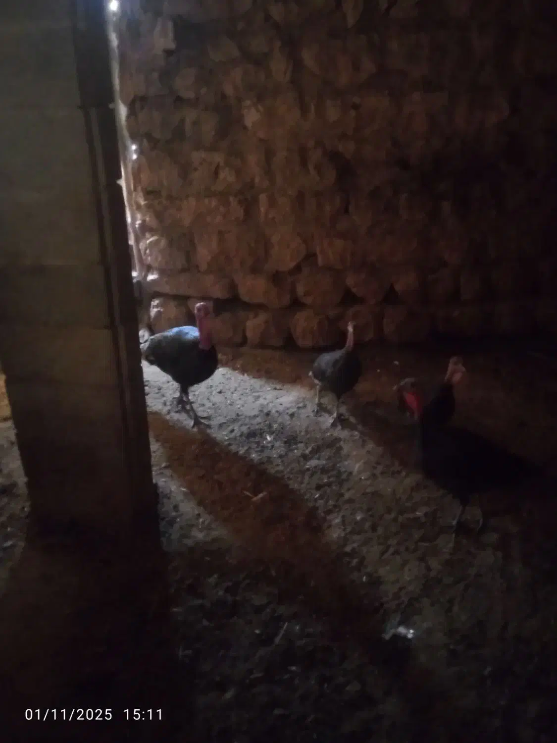 تعدادی بوقلمون فروشی نر2تمن ماده یکو سیصد|حیوانات مزرعه|ایذه, |دیوار