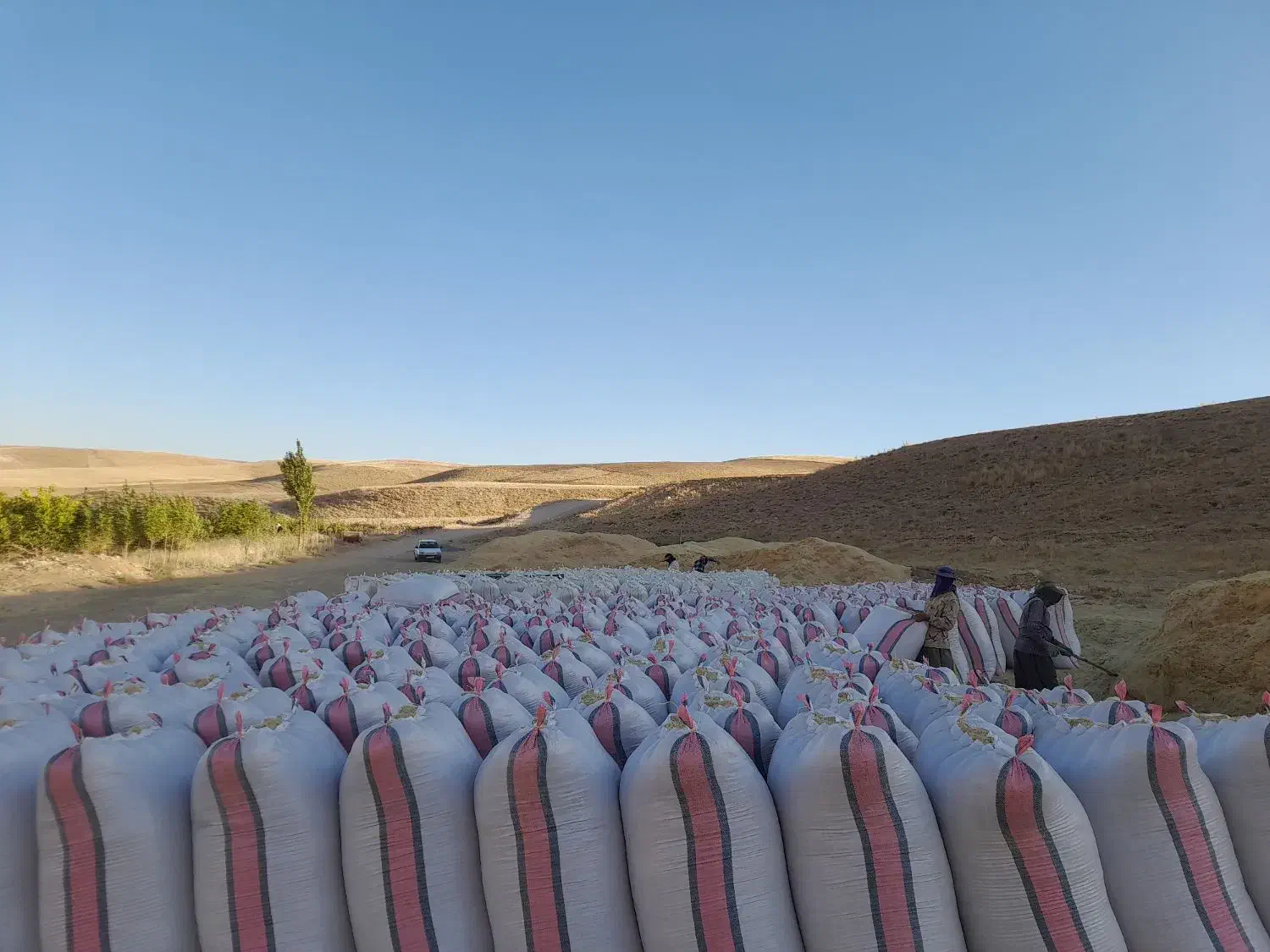 معامله کاه گندم تسویه فوری|عمدهفروشی|دیواندره, |دیوار