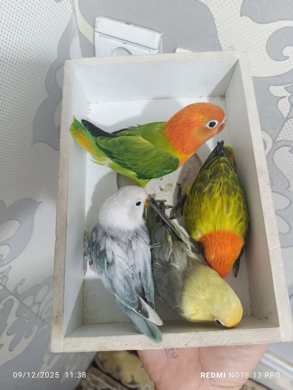 طوطی برزیلی پاربلو|پرنده|قرچک, میرزائی شمالی|دیوار