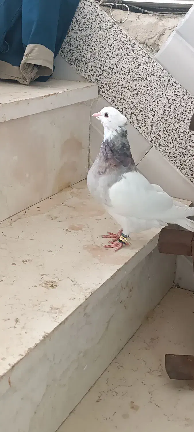 کفتر|پرنده|لردگان, |دیوار