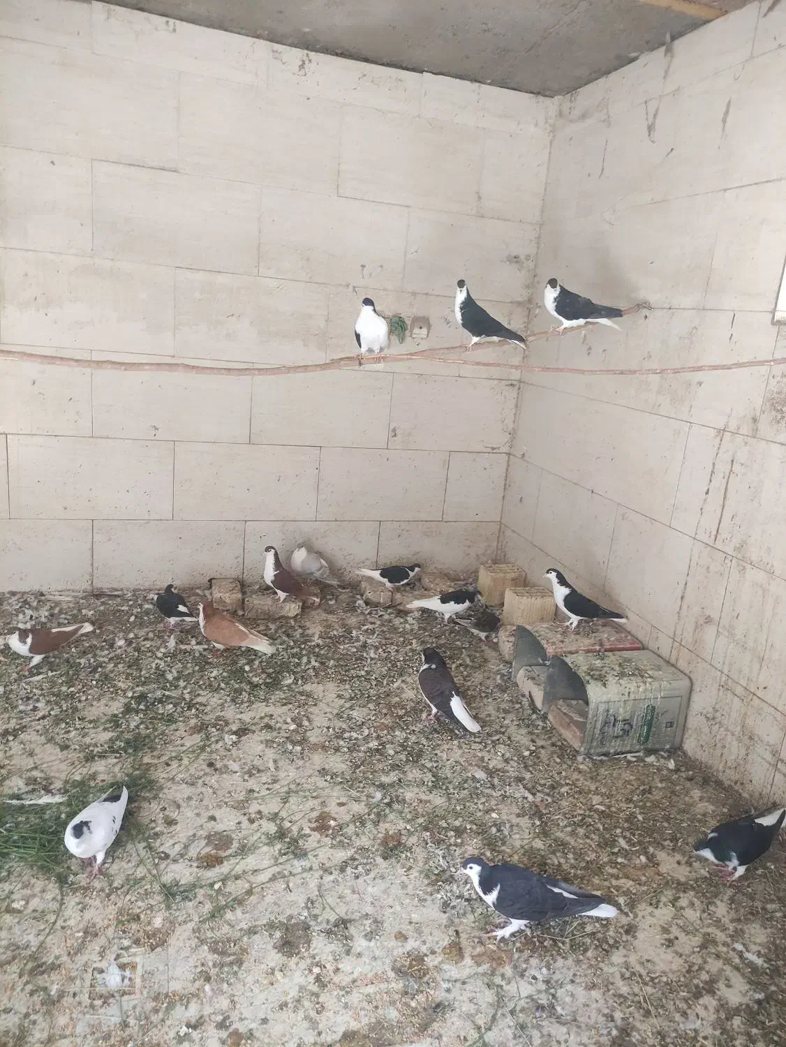 کبوتر اصفهانی|پرنده|مهریز, |دیوار