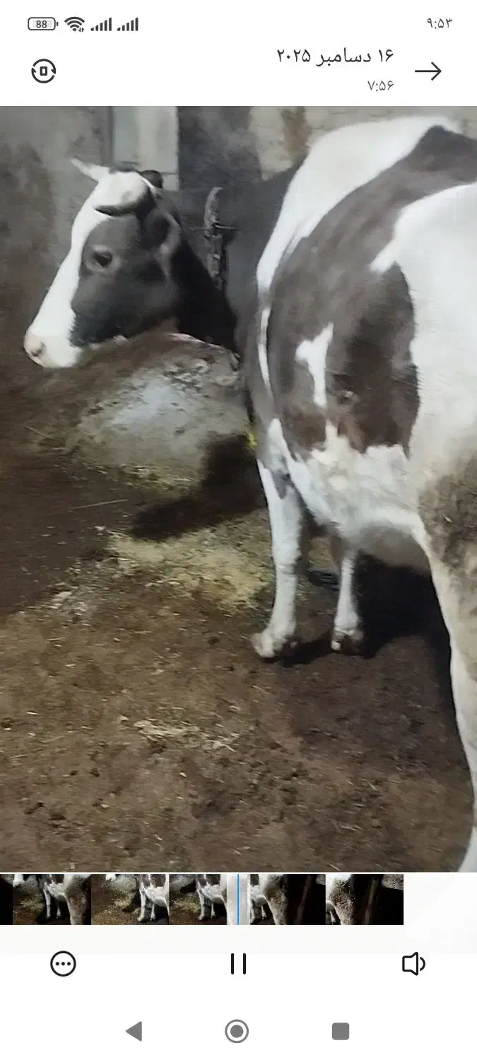 گاو|حیوانات مزرعه|دیواندره, |دیوار