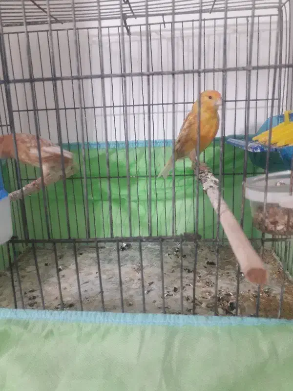 قناری فااو|پرنده|میانه, |دیوار