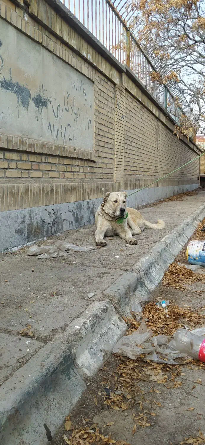 سگ نگهبان|سگ|مشهد, ایثار|دیوار