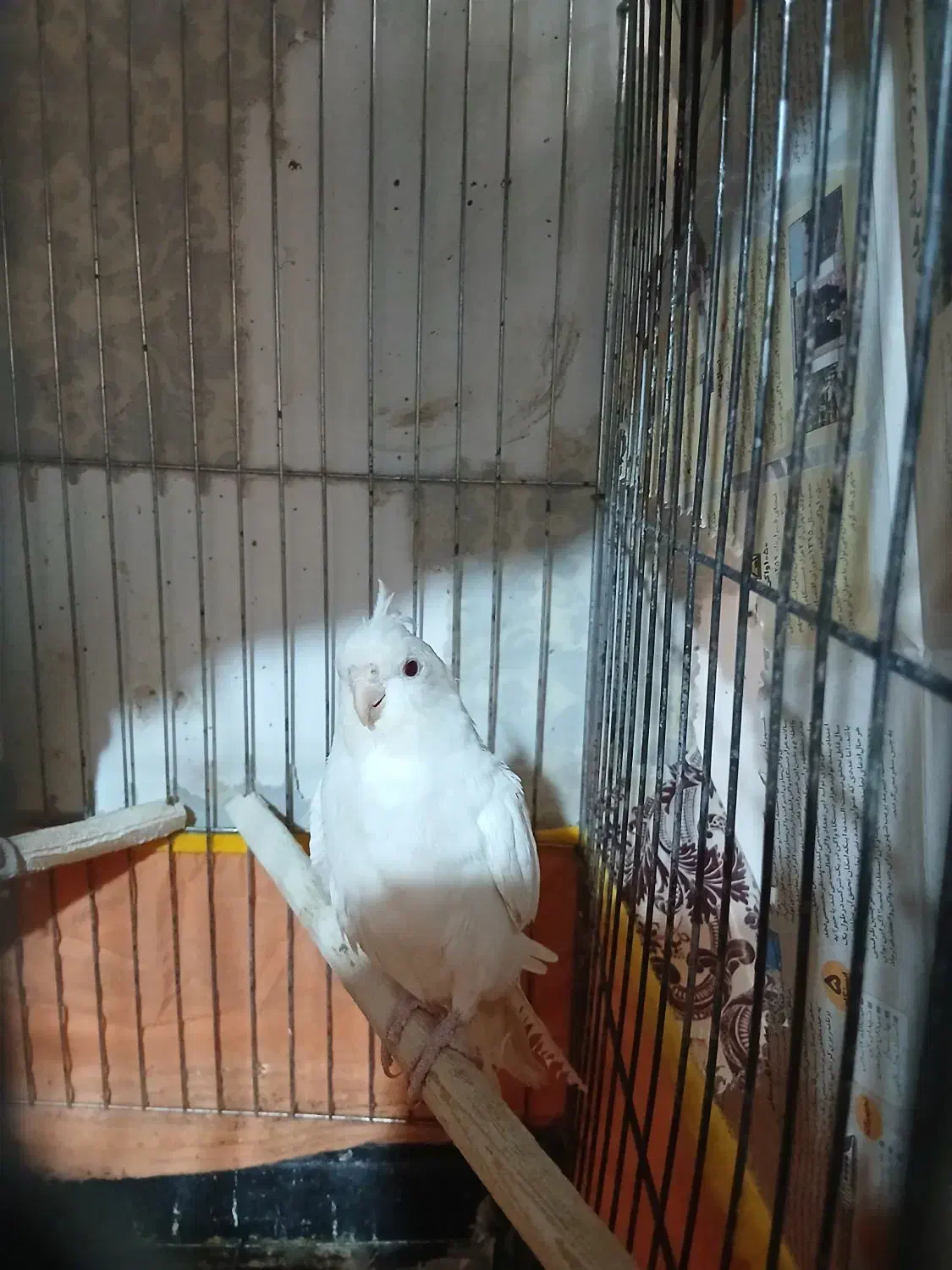 عروس هلندی|پرنده|اشتهارد, |دیوار