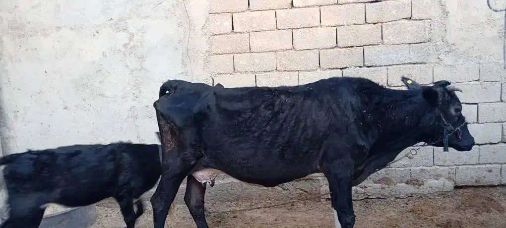 گاو...|حیوانات مزرعه|شادگان, |دیوار