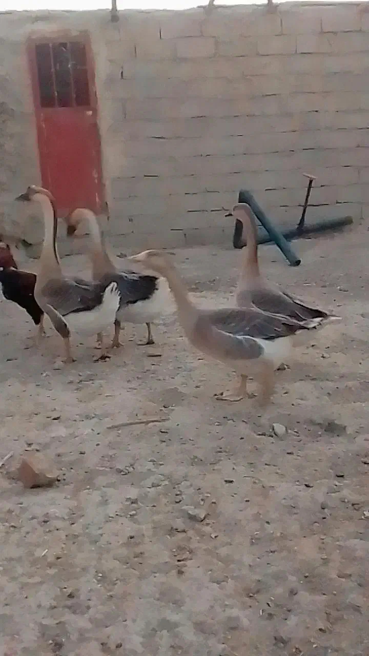 غوغاز اوکراینی دوساله|حیوانات مزرعه|زهک, |دیوار