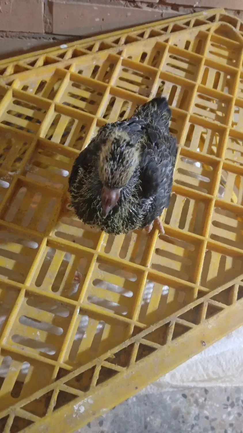 کفتر  فروشی قیمت  توافقی|پرنده|لالی, |دیوار