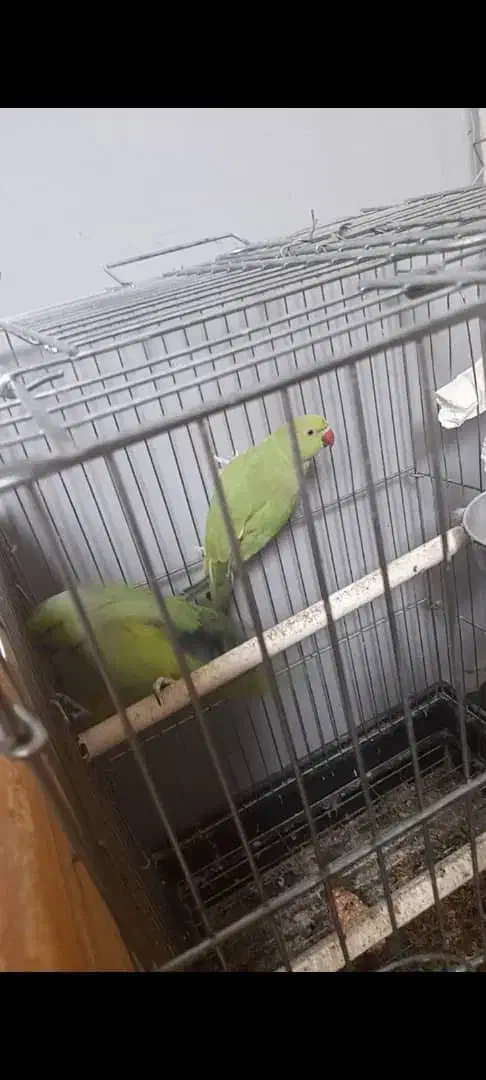 جفت ملنگو مولد  معاوضه با گرینچیک یا شاه طوطی|پرنده|ساری, |دیوار