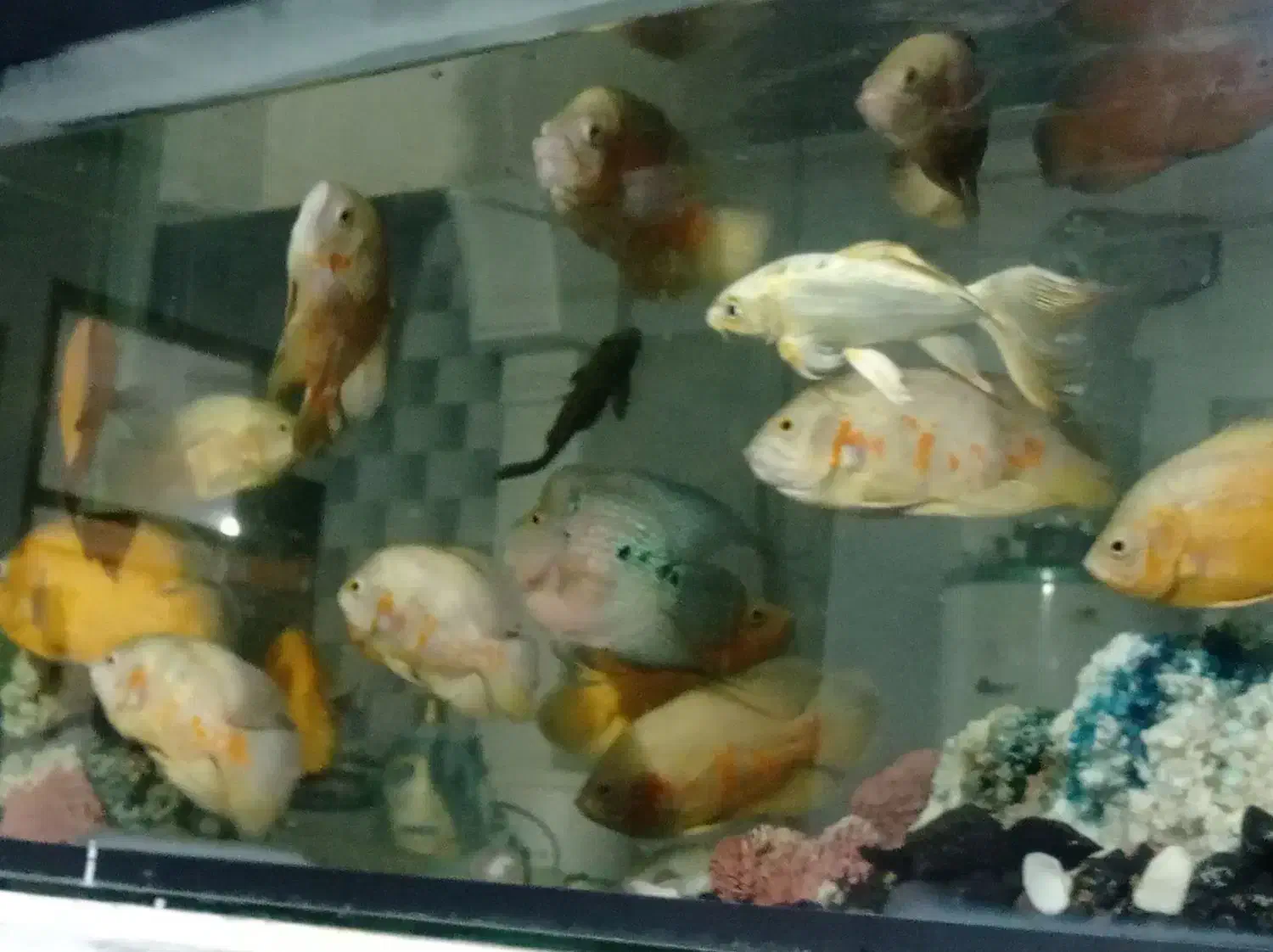 اسکار خوش رنگ|ماهی|تربت جام, زیباکنار|دیوار