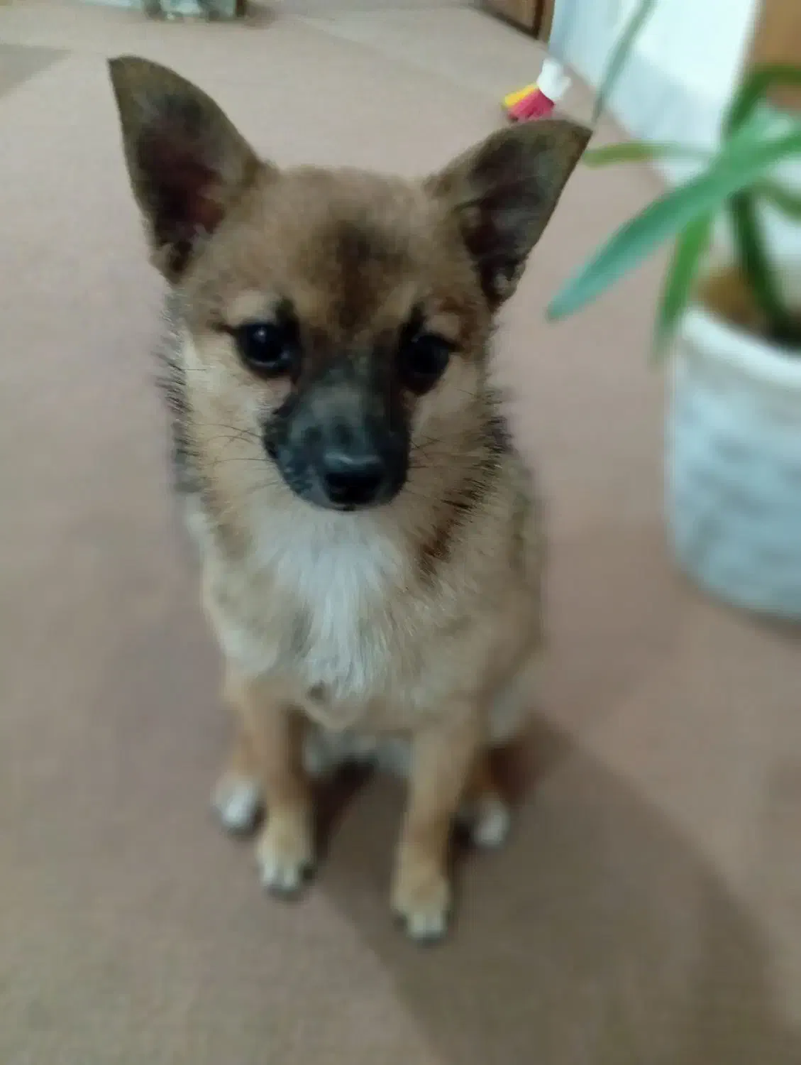 پامر و شی واوا|سگ|داراب, |دیوار