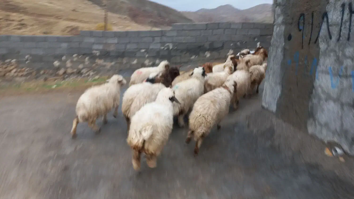 ۲۲ راس کاور هیکلی و بزرگ و شیرمس بره باب پروار|حیوانات مزرعه|ایلام, |دیوار