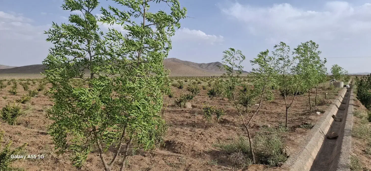 زمین  کشاورزی  طاقسکی سربیشه(سه راهی  پخت)|فروش زمین و ملک کلنگی|مود, |دیوار