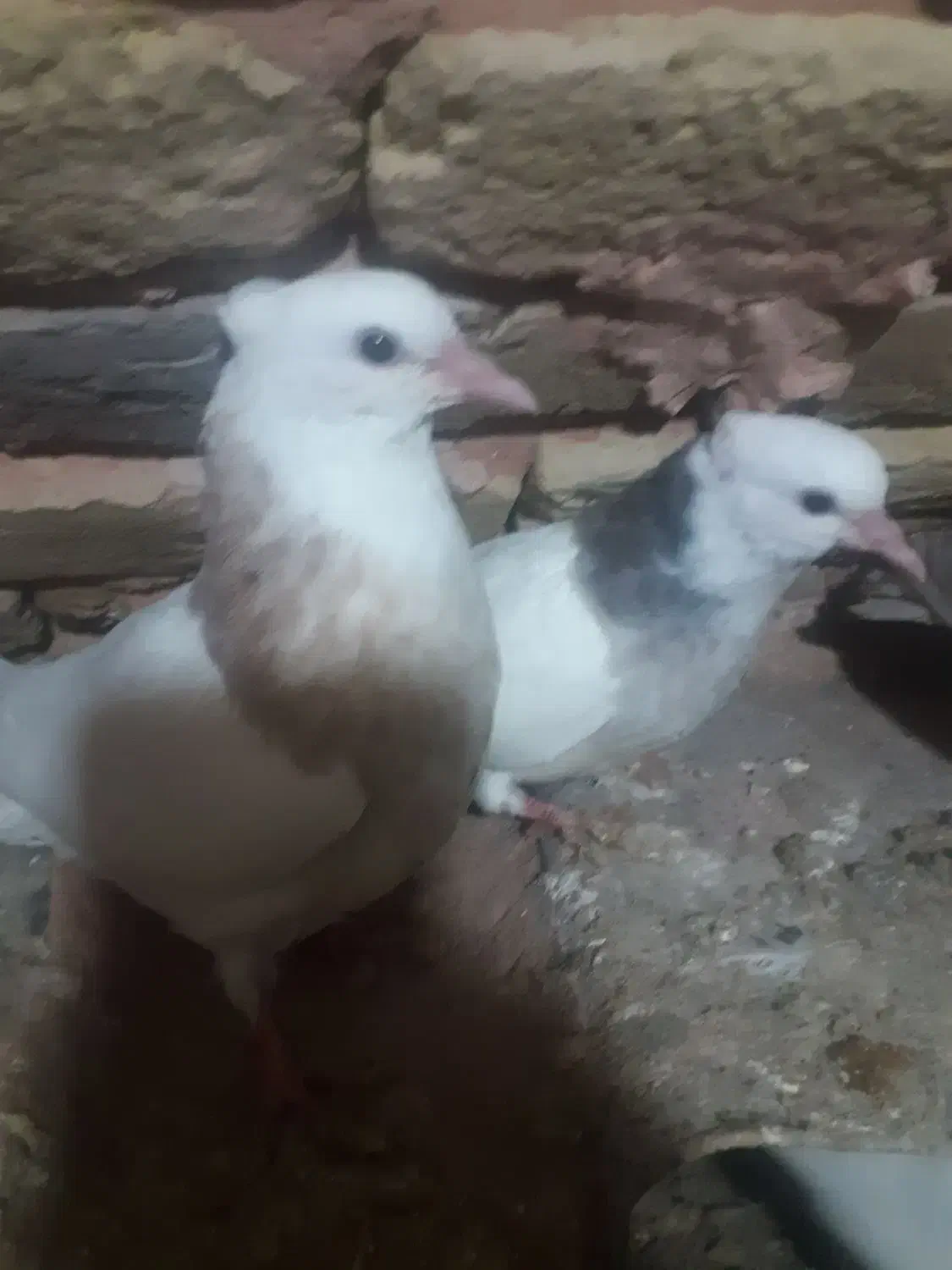 طوقی|پرنده|سبزوار, اسلام آباد|دیوار