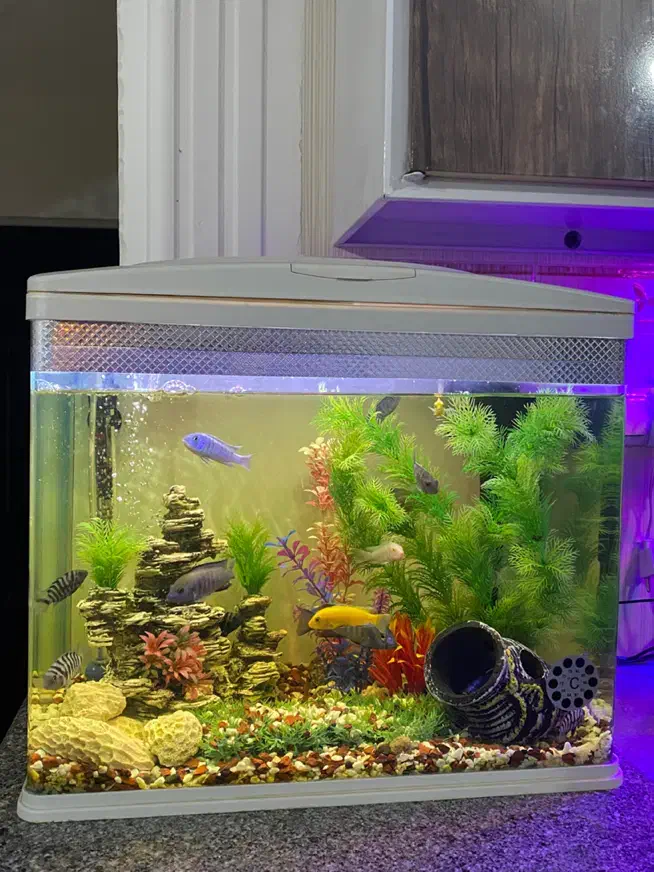 آکواریوم زیبا|ماهی|خرمآباد, |دیوار