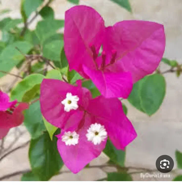 گل کاغذی|گل و گیاه طبیعی|ریگ, |دیوار