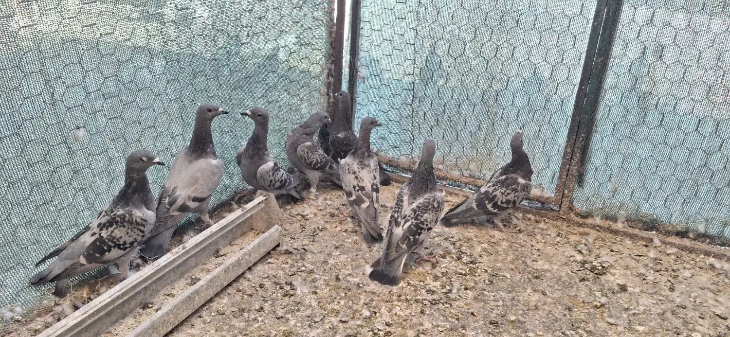 کبوتر کفتر پلاکی زرهی چاپی مسافتی مسابقه ای|پرنده|اصفهان, سپاهانشهر|دیوار