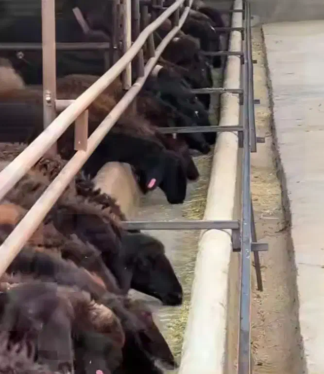 نیازمند کارگر دامداری|استخدام سرایداری و نظافت|مرودشت, فاز دوم شهرک فرهنگیان|دیوار