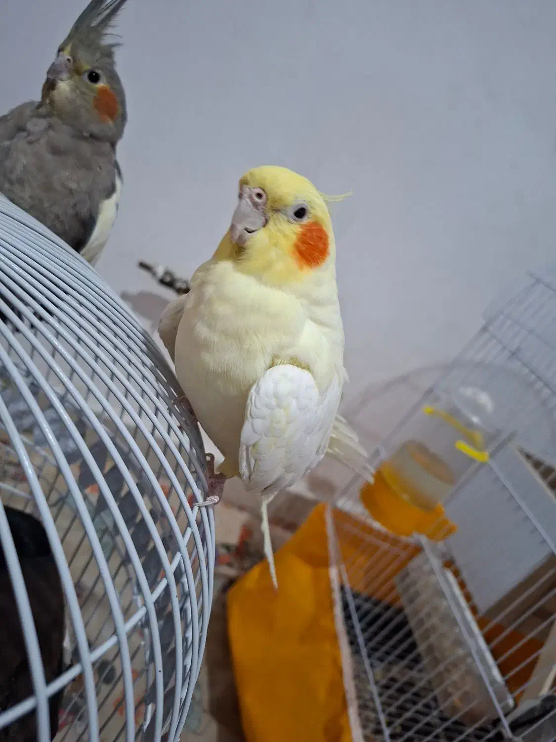 عروس و مینا|پرنده|گلبهار, شهر جدید گلبهار|دیوار