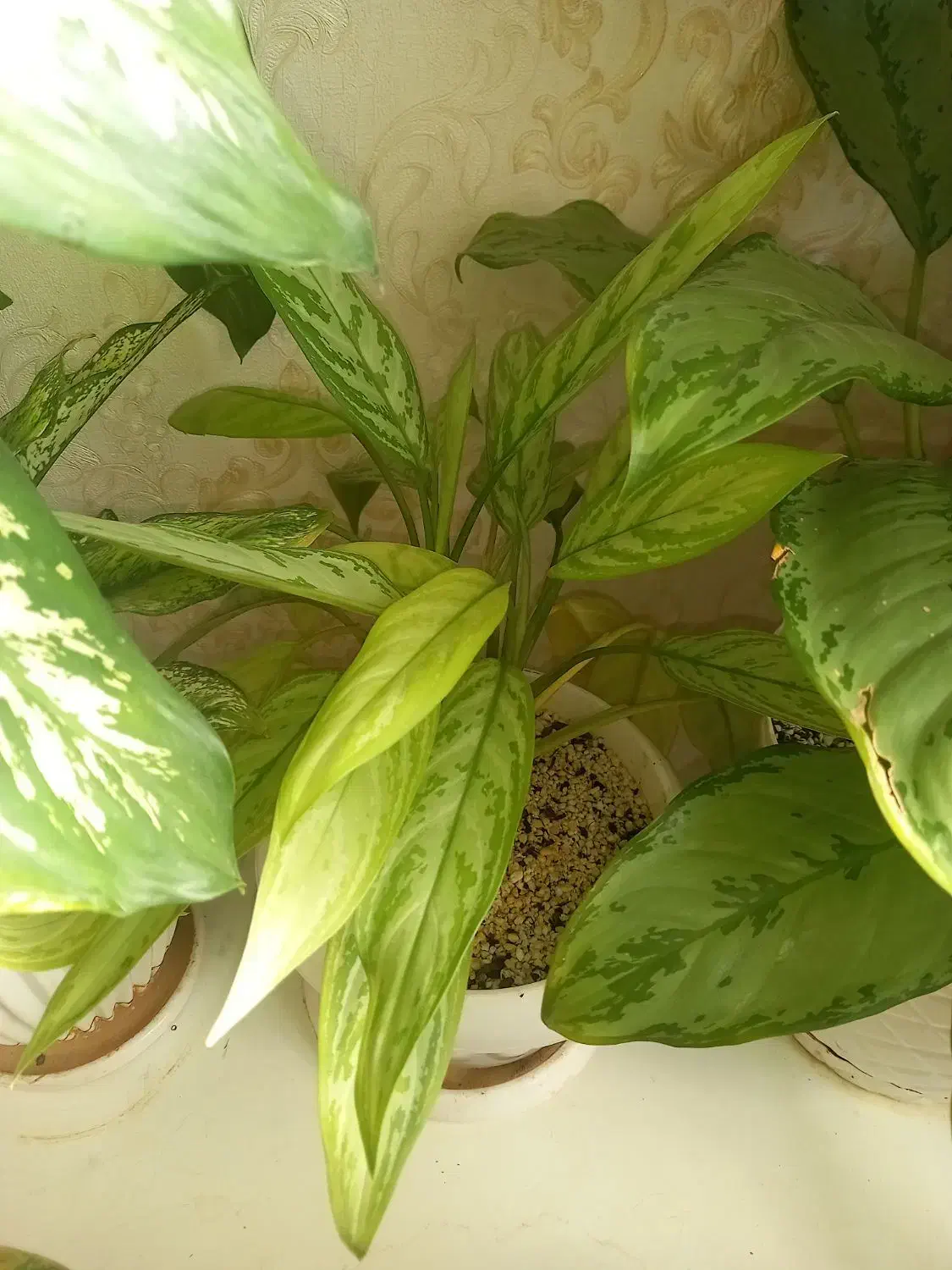 گل خانگی|گل و گیاه طبیعی|مهدی شهر, |دیوار