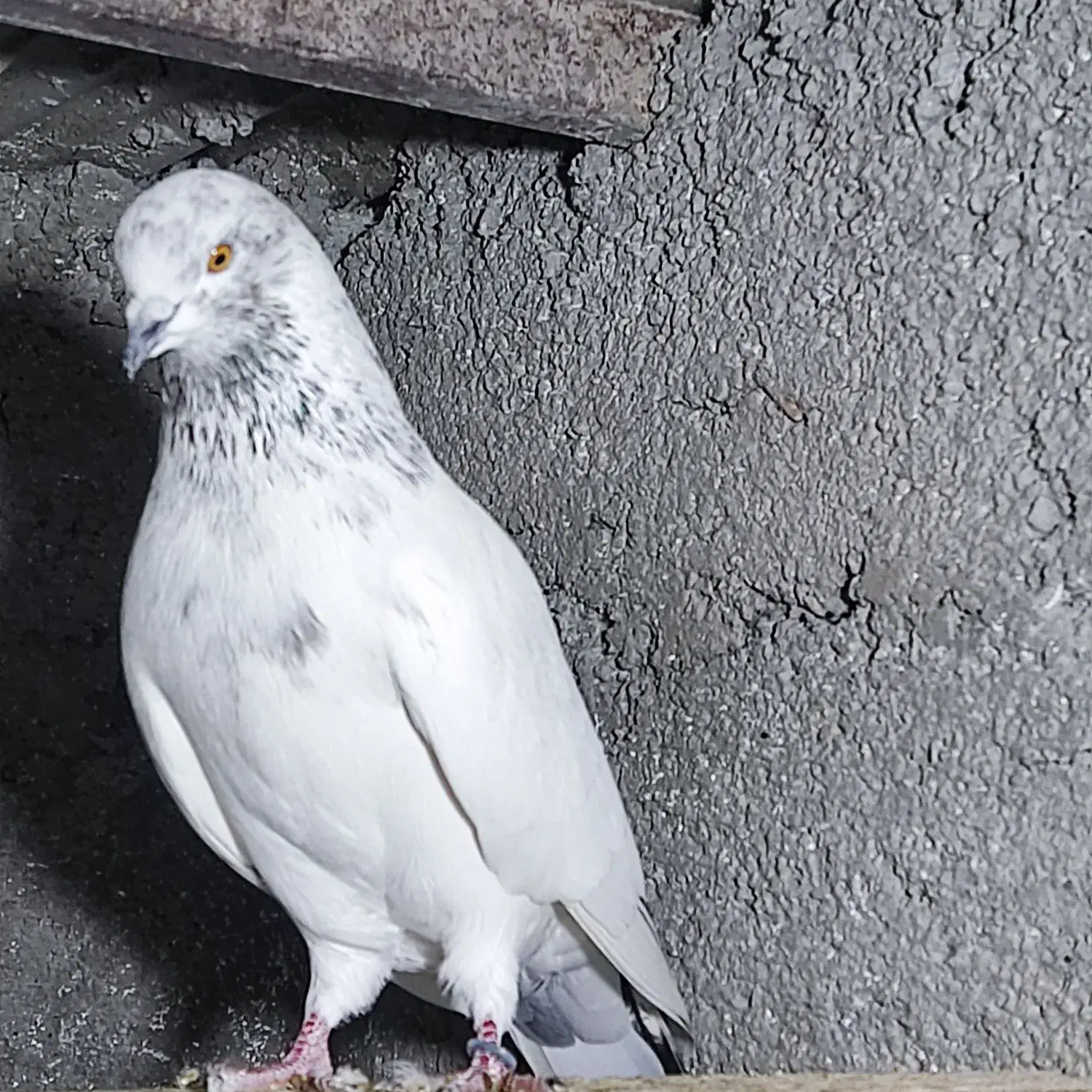 تعدادی نر و ماده موجود هستش|پرنده|رامسر, |دیوار