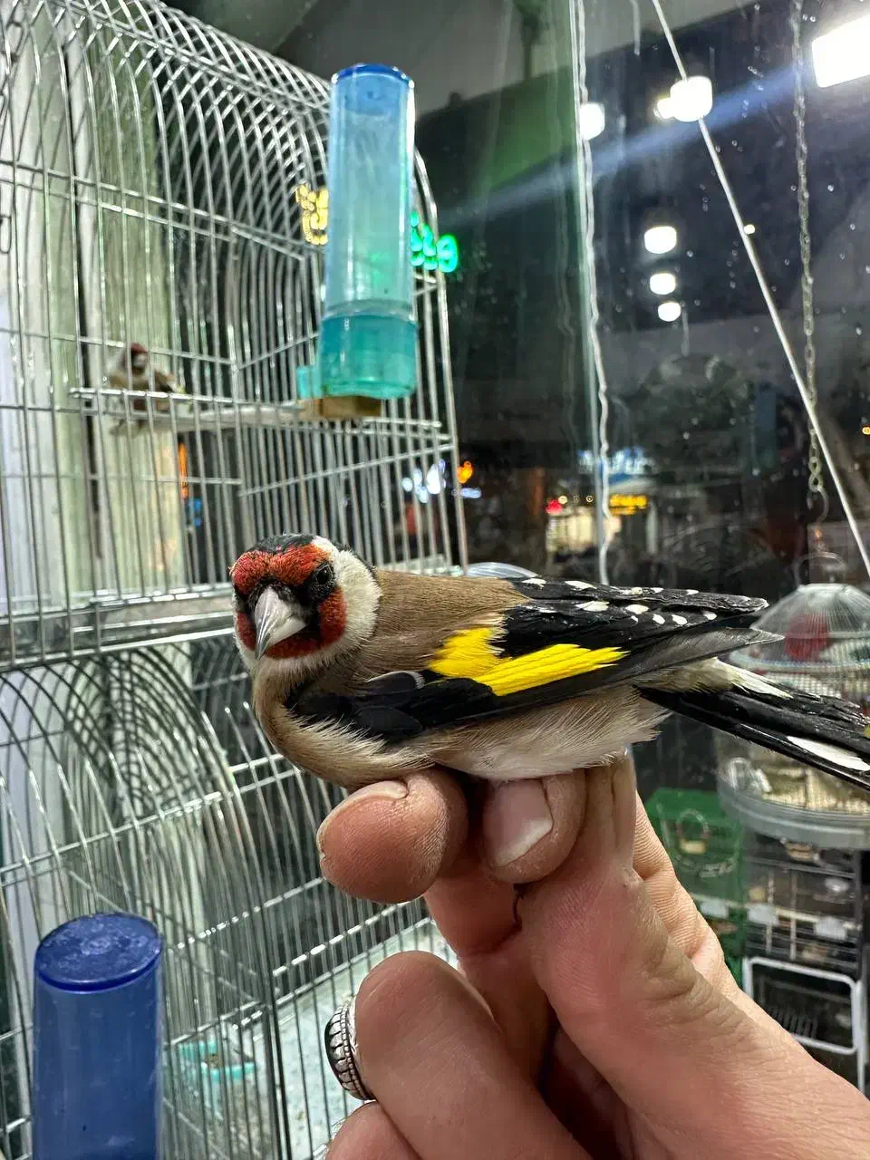 کلبه پرنده|پرنده|ساوه, |دیوار