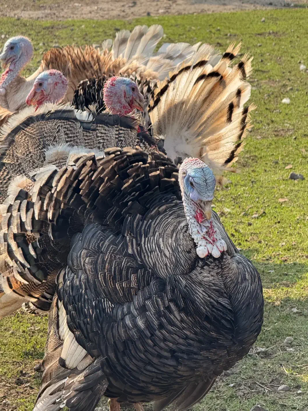 بوقلمون|حیوانات مزرعه|سنگر, |دیوار