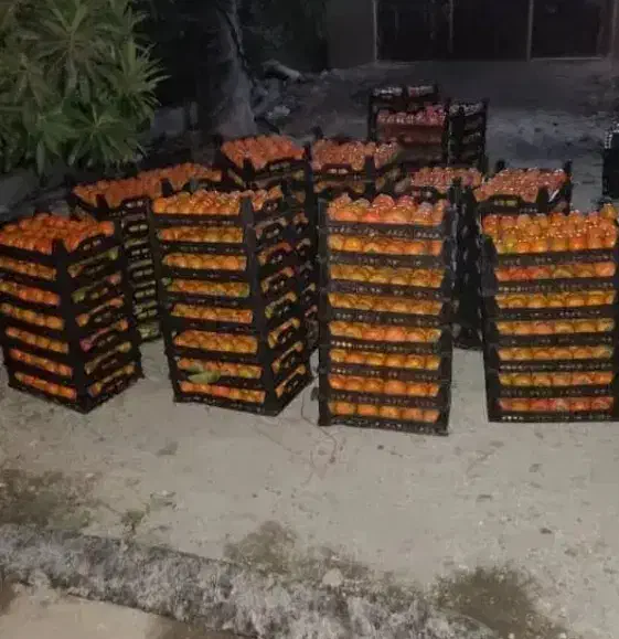 خرمالو پیوندی صد در صد طبیعی و ارگانیک|خوردنی و آشامیدنی|بندر انزلی, نوروزی|دیوار