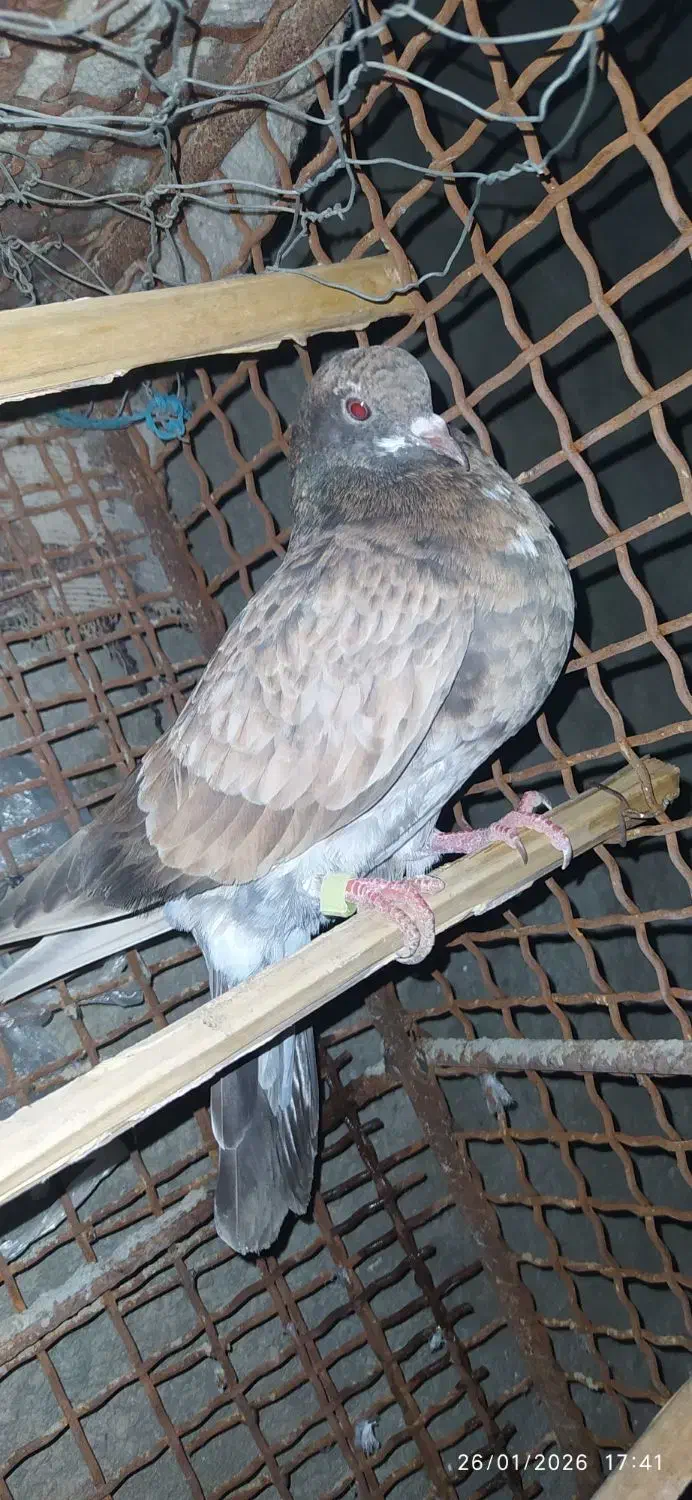 کبوتر فروشی|پرنده|سراوان, |دیوار