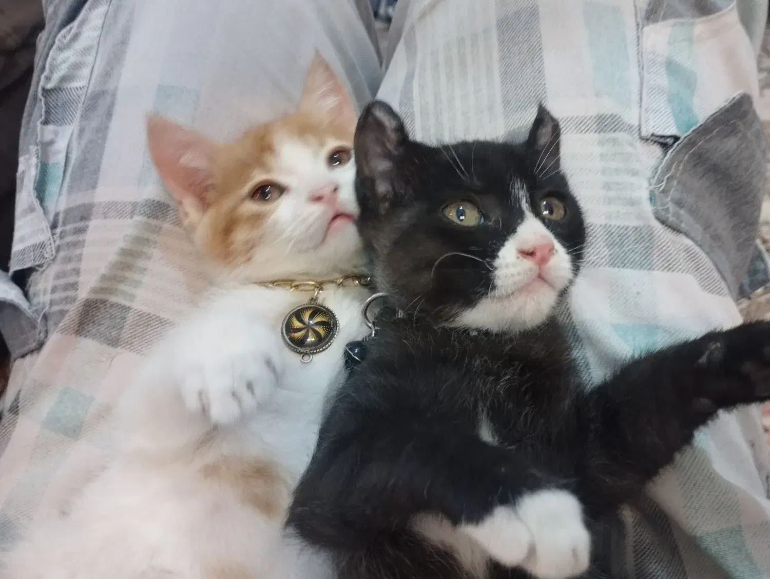 بچه گربه ۲ ماهه|گربه|کرمان, |دیوار