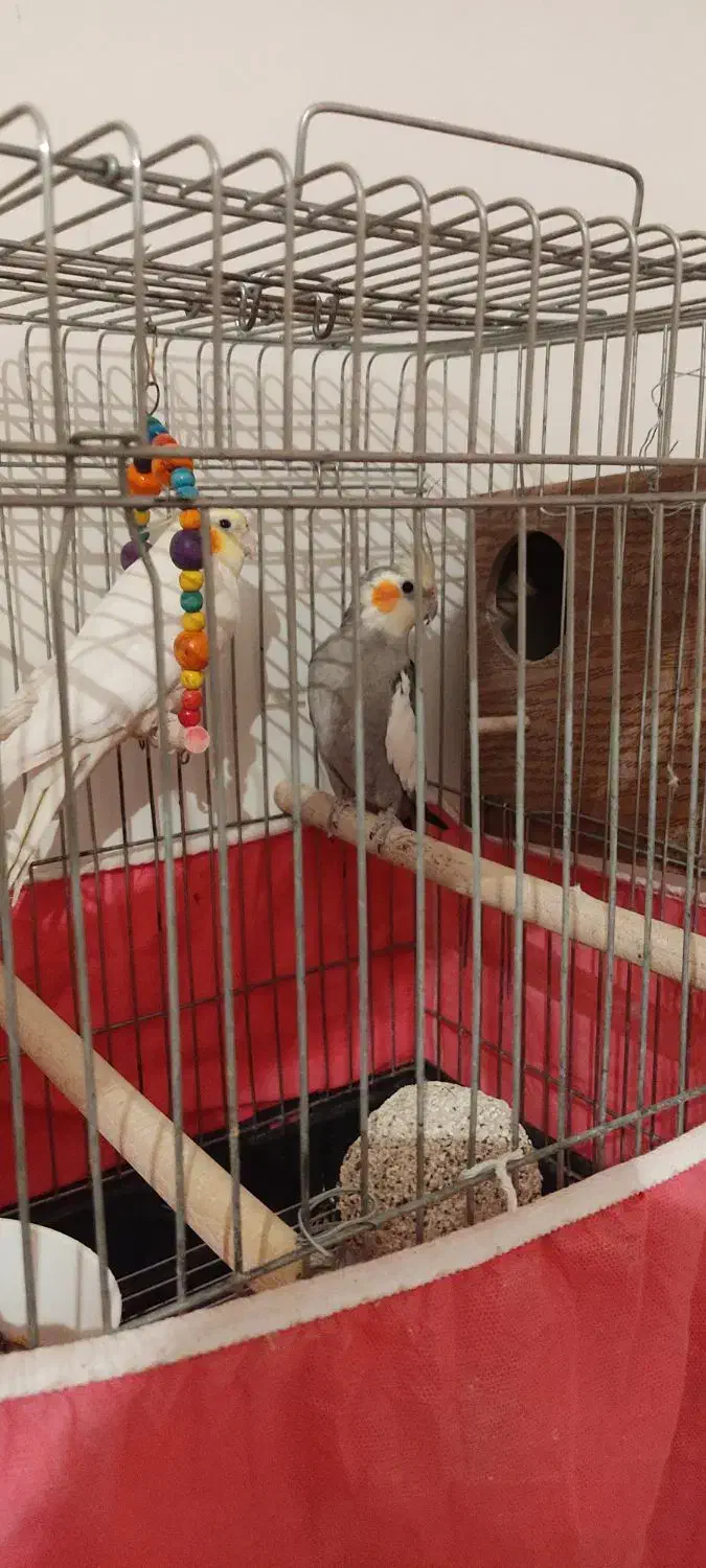 عروس هلندی|پرنده|تهران, افسریه شمالی|دیوار