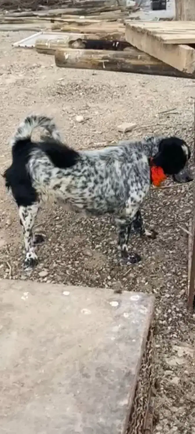 واگزاری نر وماده|سگ|رودشت (اصفهان), |دیوار