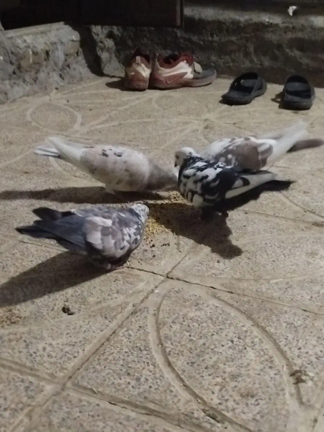 کفتر|پرنده|دورود, |دیوار