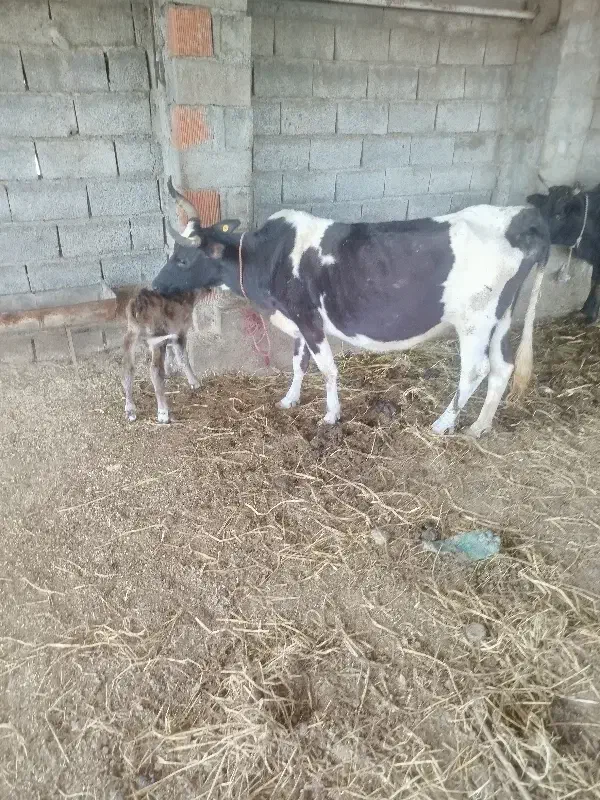 گاو گوساله دار|حیوانات مزرعه|آق قلا, |دیوار